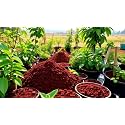 1 Kg Red Soil for Plants | Natural Garden Soil for Potting &amp; Landscaping | Ideal for Indoor &amp; Outdoor Plants