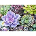 100 Seeds- Air Purifier Mix Rare Succulent Seeds for Planting, DIY Dwarf Ornamental Plant, Non-GMO Open Pollinated Seeds