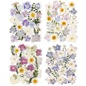 120pcs Dried Pressed Hydrangea Flowers for Crafts, Natural Blue, Pink & White Pressed Dried Flowers with Tweezer for DIY Crafts Resin Mold Candles Cake Bridal Scrapbooking Supplies