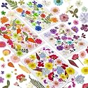 150 Pcs Pressed Flowers Bulk Dried Flower for Crafts