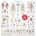 17 Human Anatomy Posters for Walls 18x30 - Medical Posters - Anatomy Charts