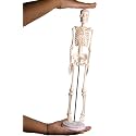 17 Inches Tall Mini Human Skeleton Model - | Small Size | For Kids & School Level Education Only