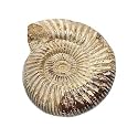 1pc Polished Raw Shell Specimen Madagascar Ammonite Rough Stones for Decor Shell Fossil