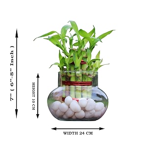 flora solutions 2 layer lucky bamboo in glass pot  for living room or office table  indoor plants for good luck and air purification white pebbles