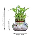 Flora solutions 2 layer lucky bamboo in Glass Pot | For Living Room or Office table | indoor plants for good luck and air purification (white pebbles)