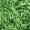 2 LB Grass Green Raffia Paper Shreds Filler, Raffia Grass Paper Shreds