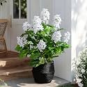 2 Pack Large Faux Hydrangea Plants UV Resistant Fake Plastic plantas Flowers Trees Indoor Outdoor Realistic Floor Plants Artificial Tree for Home Porch Garden Office Porch Patio Front Bonsai Decor
