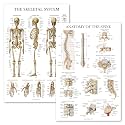 Palace Learning 2 Pack: Skeletal System Anatomy + Anatomy of the Spine Poster Set - Set of 2 Anatomical Charts - Laminated - 18" x 24"