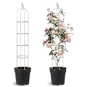 2 Pack 6FT Adjustable White Obelisk Trellis for Climbing Plants Outdoor