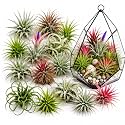 20 Assorted Tillandsia Air Plants Live, Decorative Houseplants, 2-3 Inch