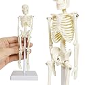 21cm Human Skeleton Model Skeleton Human Model Adult Small Skeleton Teaching Model Spine Whole Body