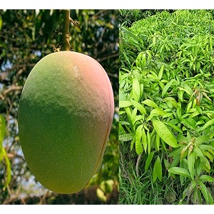 34early gold mango34 height 2-3 feet hybrid 1 healthy live plant pb_38