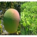 "Early Gold Mango" Height 2-3 Feet Hybrid 1 Healthy Live Plant PB_38