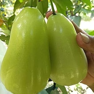 34exotic green thai java apple plant  jamrul chamba wax apple water apple tropical fruit tree for home gardens and bonsai  fresh sweet fruit variety34