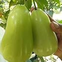 "Exotic Green Thai Java Apple Plant – Jamrul Chamba, Wax Apple, Water Apple, Tropical Fruit Tree for Home Gardens and Bonsai – Fresh, Sweet Fruit Variety"
