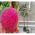 34Miyazaki Mango Plant - Live Grafted Tree