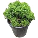 Golden Bloom "Table kamini"Occidentalis -1 Healthy Live Super Exotic Ornamental Shrub Plant Indoor/Outdoor -1-1.5 Ft Height in Nursery Grow Bag for Home Garden
