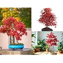35 Seeds- Redleaf Maple Acer Tree Seeds - Grow Indoor & Outdoor - All Seasons