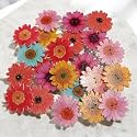 Multicolor Wooden Buttons for Craft, Decoration, Sewing &amp; DIY Crafts Material (Size 15MMX15MM) (Multicolor Floral Print 20MM, Set of 25pc)