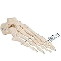 3B Scientific A30 Foot Skeleton Mounted on Wire - 3B Smart Anatomy