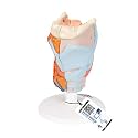 3B Scientific G22 Larynx 2-Part - 3B Smart Anatomy
