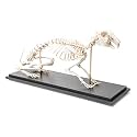 3B Scientific GmbH T300081 Rabbit Skeleton, Articulated