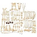 3B Scientific GmbH T300121wU Cow Skeleton, w. Horns, Disarticulated