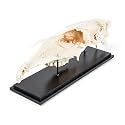3B Scientific GmbH T300172 Half Horse Skull