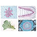 3B Scientific GmbH W13015F Pteridophytes (Ferns and Fern