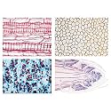 3B Scientific GmbH W13017F Angiospermae II. Cells and