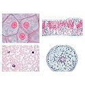 3B Scientific GmbH W13300F Series I. Cells Tissues and