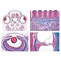 3B Scientific GmbH W13302 Series III. Organs of Sense -