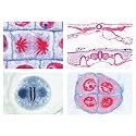 3B Scientific GmbH W13304F Series V. Genetics Reprod.
