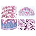 3B Scientific GmbH W13305S Histology of Vertebrata excl. Spanish