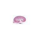 3B Scientific GmbH W13315 Urinary System-German