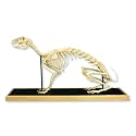 3B Scientific T30008 Hare Skeleton (Lepus Europaeus)