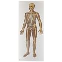 3B Scientific V2001U The Human Skeleton Anatomical Chart, Front View, Oversize Poster, 33.1" Width x 78.7" Height