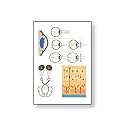 3B Scientific V2012M Eye II Physiology Wall Chart 84x118 cm,Grade: 1.62" Height, 1.62" Wide, 35" Length