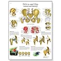 3B Scientific VR2172UU Glossy Paper Bassin Et Hanche Anatomie Et Pathologie Chart (Pelvis and Hip Anatomi and Pathology Chart, French), Poster Size 20" Width x 26" Height