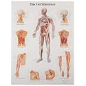 3B Scientific VR3353L Glossy UV Resistant Laminated Paper El Sistema Vascular Anatomical (The Vascular System Anatomical Chart, Spanish ), Poster Size 20" Width x 26" Height