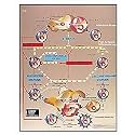 3B Scientific VR3665L Glossy UV Resistant Laminated Paper Transplantes Immunología Anatomical Chart(Transplantation Immunology Anatomical, Spanish), Poster Size 20" Width x 26" Height