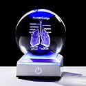 3D Human Anatomical Lung Model Crystal Ball, Science Biology Surgeon Decor