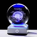3D Human Brain Anatomy Model Crystal Ball 3.15'' with LED Light Base