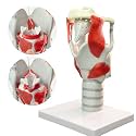 3X Laryngeal Function Model, Laryngeal Cartilage Model