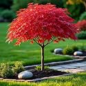 40+ Seeds- Redleaf Maple Acer Tree Seeds - Grow Indoor & Outdoor - All Seasons