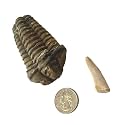450 Million Yr Old Genuine Fossil Trilobite with Bonus Genuine Fossil Enchodus Tooth by Dinosaurs Rock