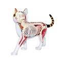 4D Vision Calico Cat Anatomy Model - Medical Quality Collectible with Fully Detachable Organs and Body Parts