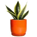 5 Inch Plant Pot - Ceramic Planter for Succulent Cactus Herbs Indoor Plants, Modern Round Flower Pot with Drainage Hole and Saucer, Gifts for Plant Lovers, Patio Office Home Decor, Orange