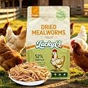 5lbs Dried Mealworms for Chickens Duck High Protein Birds Treat