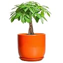 7 Inch Plant Pot - Ceramic Planter with Drainage Hole and Saucer, Modern Round Ceramic Flower Pot for Indoor Outdoor Plants, Plant Lover Gifts, Home Garden Office Decor, Orange